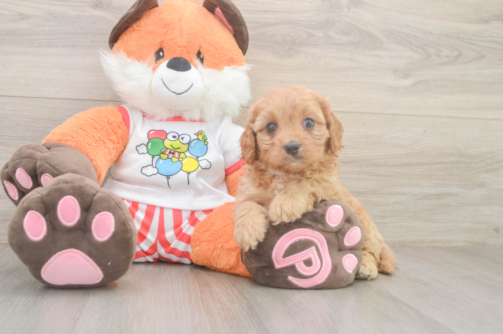 6 week old Cavapoo Puppy For Sale - Florida Fur Babies