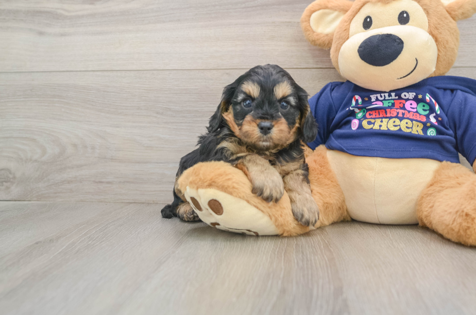 5 week old Cavapoo Puppy For Sale - Florida Fur Babies