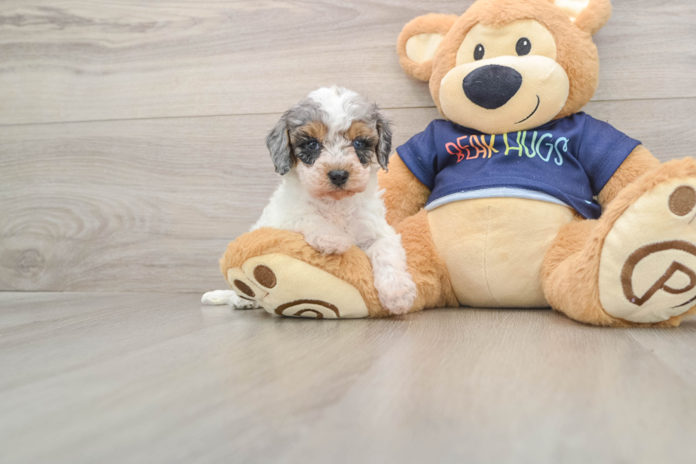 Funny Cavapoo Poodle Mix Pup