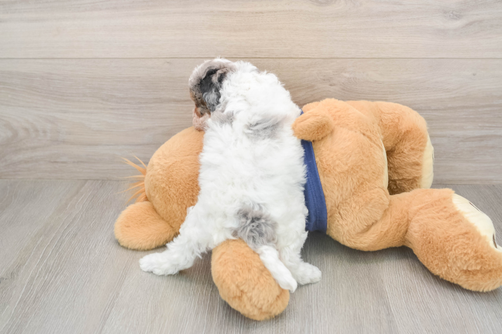 Cavapoo Pup Being Cute