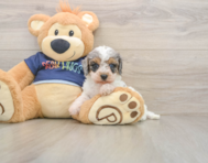 7 week old Cavapoo Puppy For Sale - Florida Fur Babies