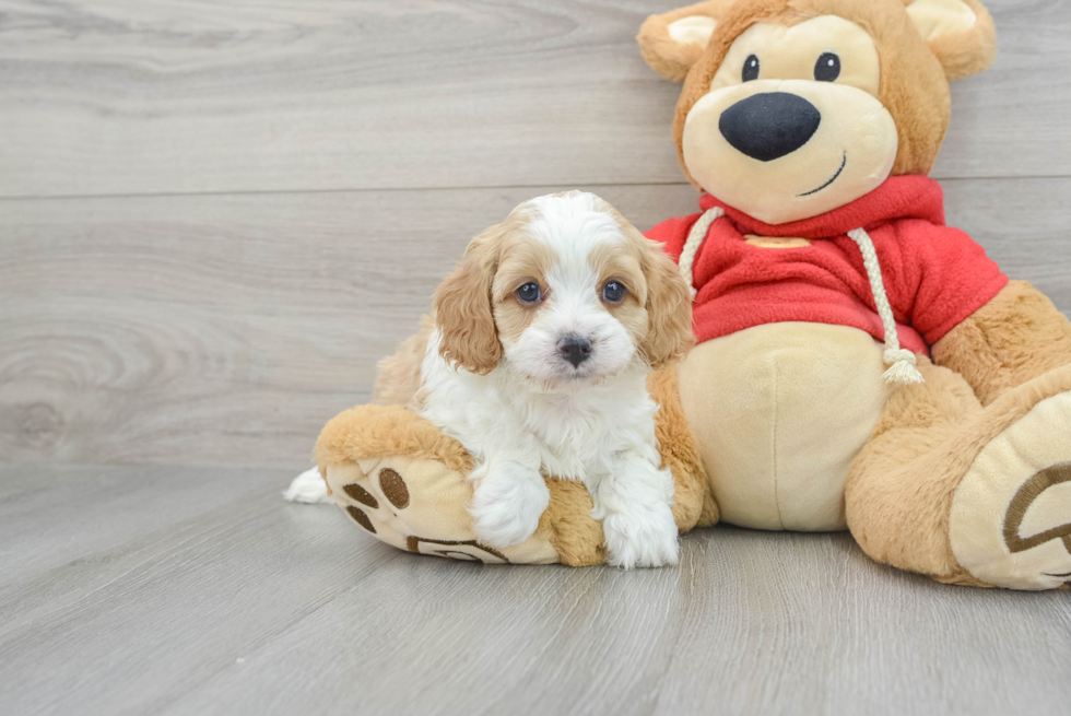 Best Cavapoo Baby