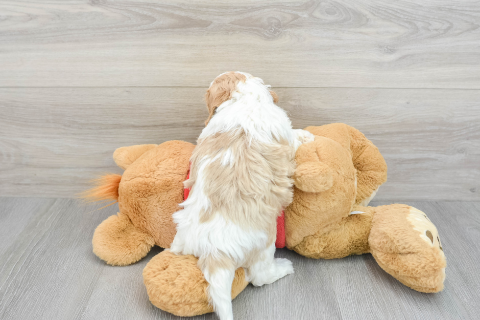 Funny Cavapoo Poodle Mix Pup