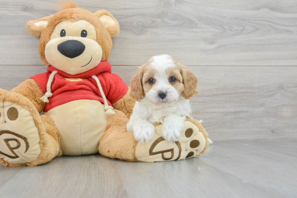 Best Cavapoo Baby