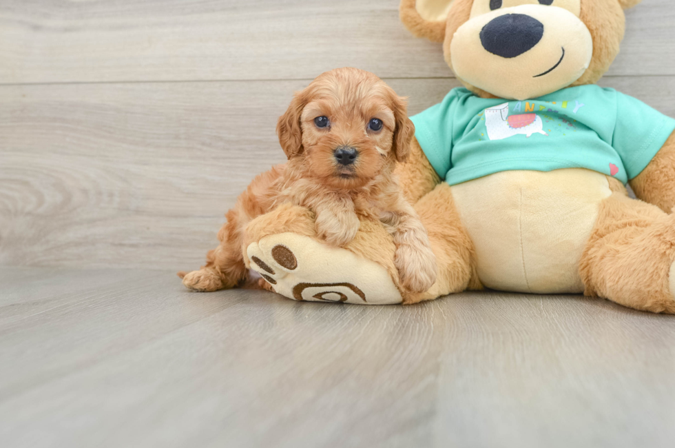 6 week old Cavapoo Puppy For Sale - Florida Fur Babies