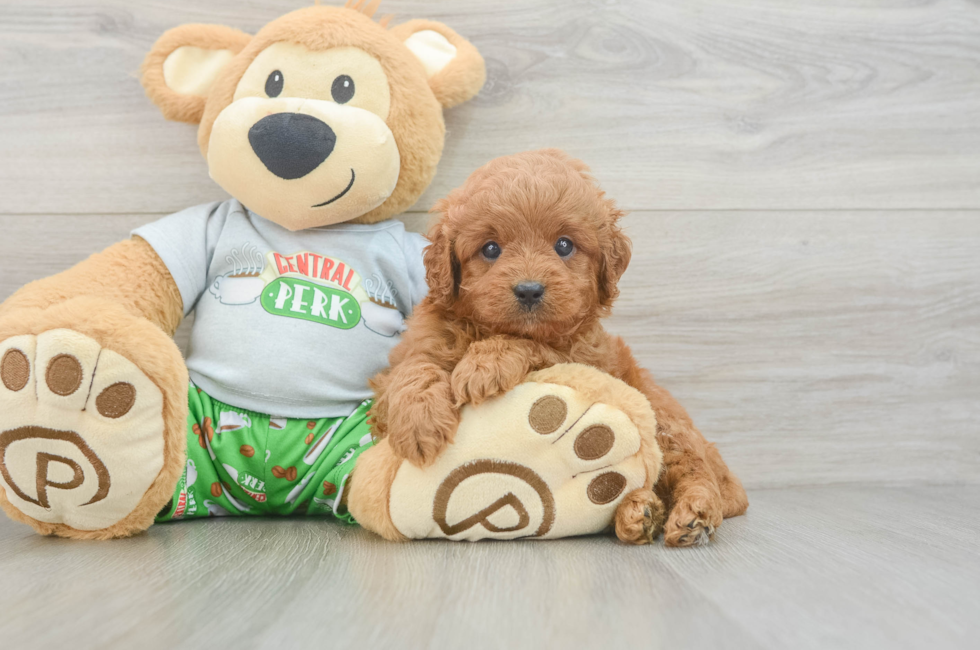 6 week old Cavapoo Puppy For Sale - Florida Fur Babies
