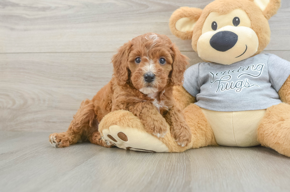 5 week old Cavapoo Puppy For Sale - Florida Fur Babies