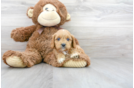 Meet Luke - our Cavapoo Puppy Photo 2/3 - Florida Fur Babies