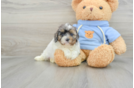 Cavapoo Puppy for Adoption