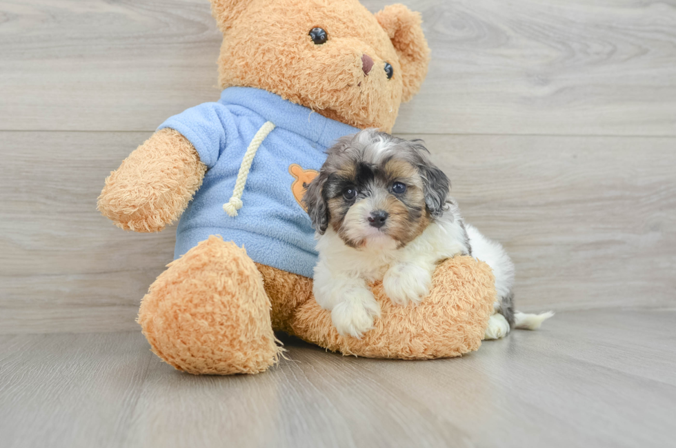 5 week old Cavapoo Puppy For Sale - Florida Fur Babies