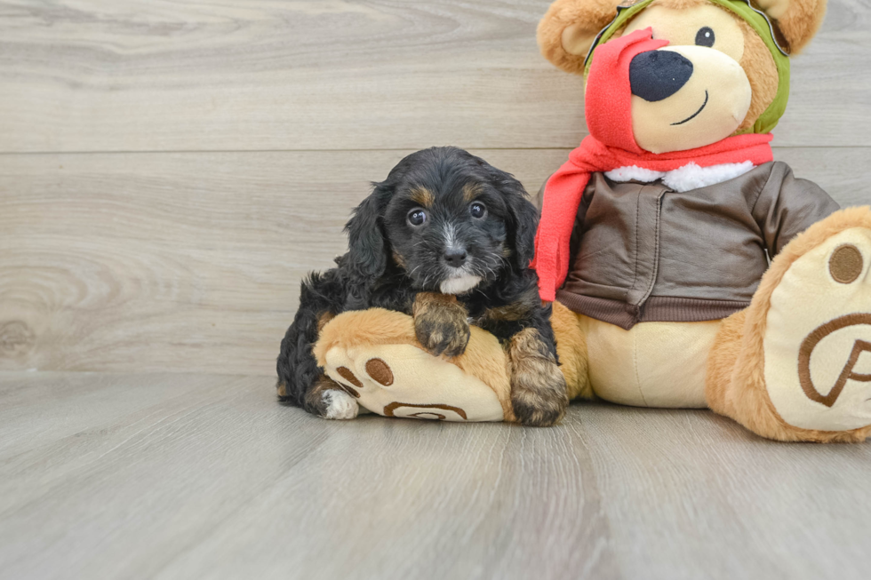 Cavapoo Pup Being Cute