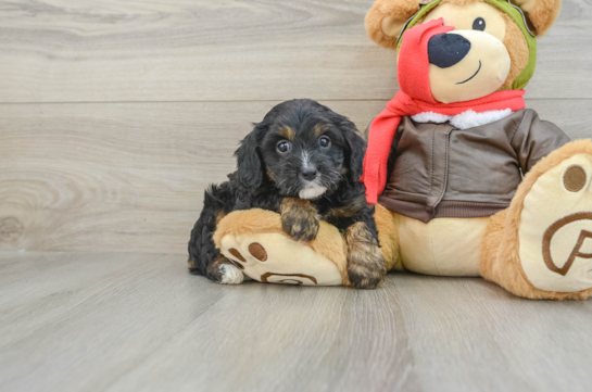 Cavapoo Pup Being Cute