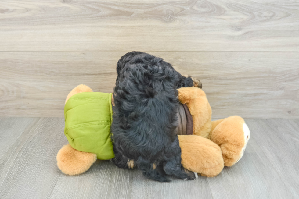 Small Cavapoo Baby