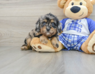 8 week old Cavapoo Puppy For Sale - Florida Fur Babies