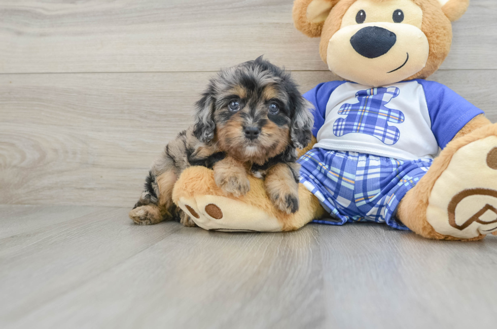 5 week old Cavapoo Puppy For Sale - Florida Fur Babies