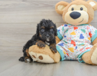 8 week old Cavapoo Puppy For Sale - Florida Fur Babies
