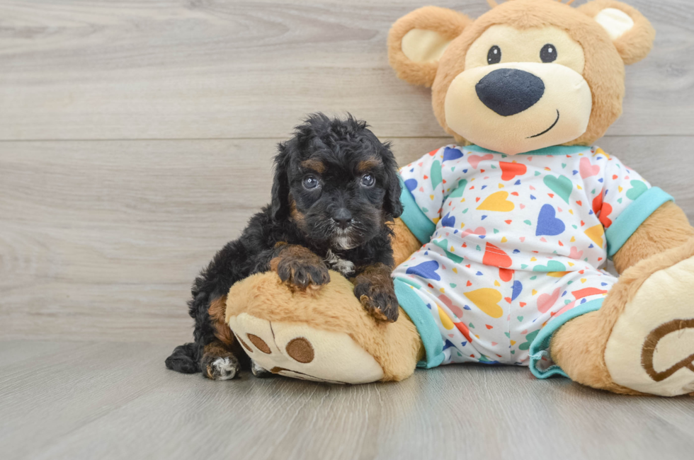 8 week old Cavapoo Puppy For Sale - Florida Fur Babies