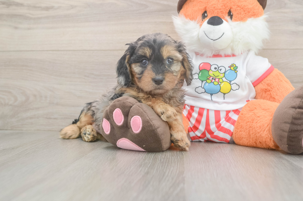6 week old Cavapoo Puppy For Sale - Florida Fur Babies