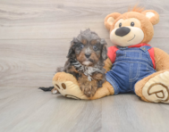 7 week old Cavapoo Puppy For Sale - Florida Fur Babies