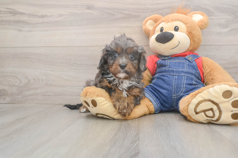 5 week old Cavapoo Puppy For Sale - Florida Fur Babies