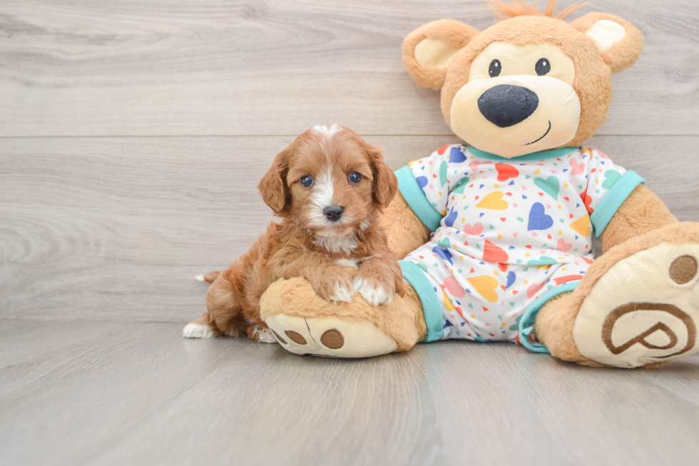 Best Cavapoo Baby