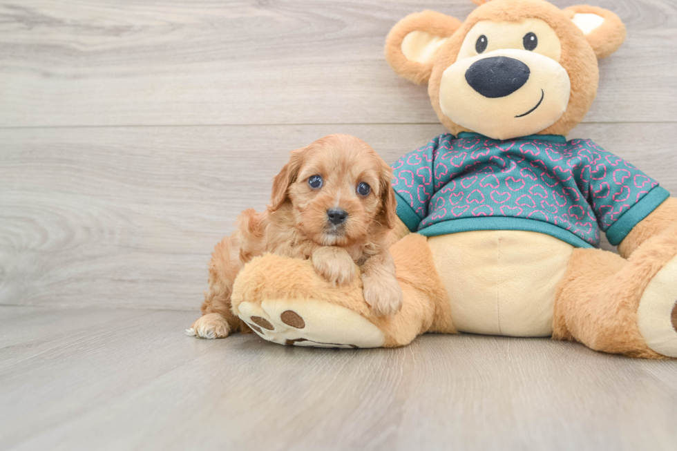Happy Cavapoo Baby