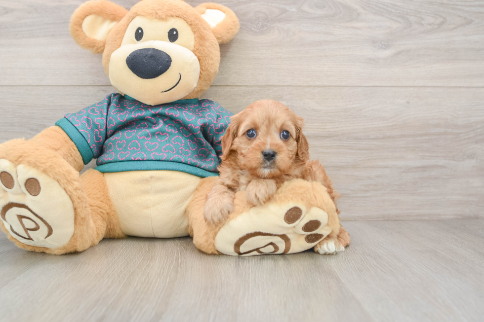 Happy Cavapoo Baby