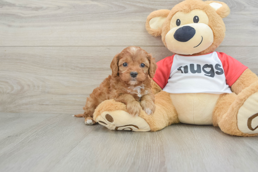 Cavapoo Pup Being Cute