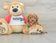 7 week old Cavapoo Puppy For Sale - Florida Fur Babies