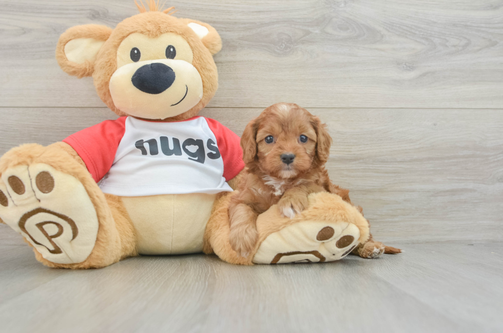 6 week old Cavapoo Puppy For Sale - Florida Fur Babies