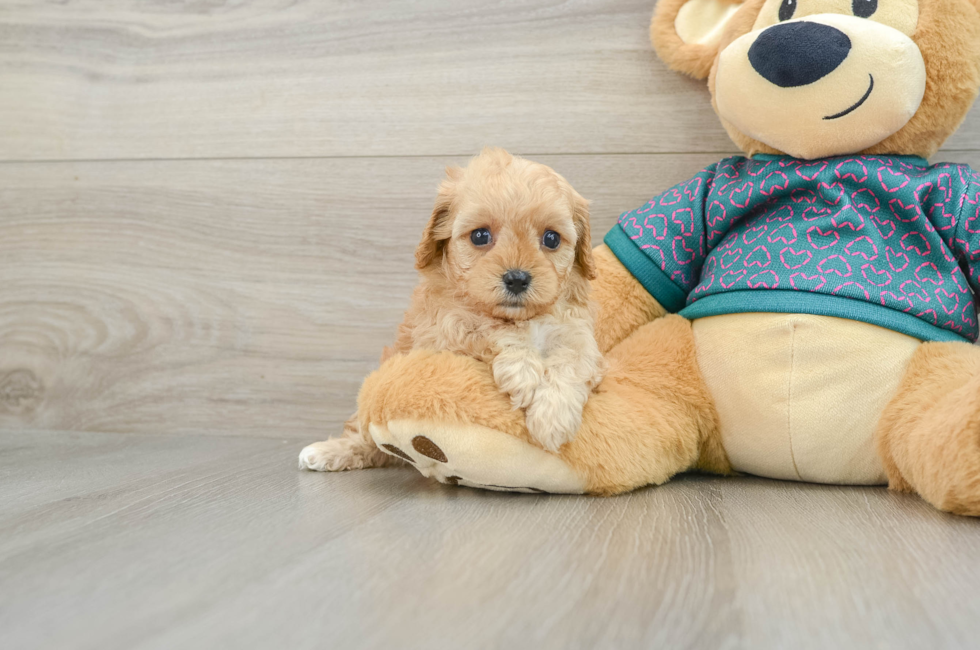 6 week old Cavapoo Puppy For Sale - Florida Fur Babies