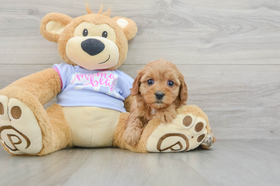 6 week old Cavapoo Puppy For Sale - Florida Fur Babies