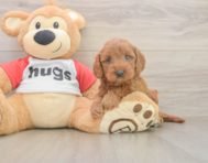 8 week old Cavapoo Puppy For Sale - Florida Fur Babies