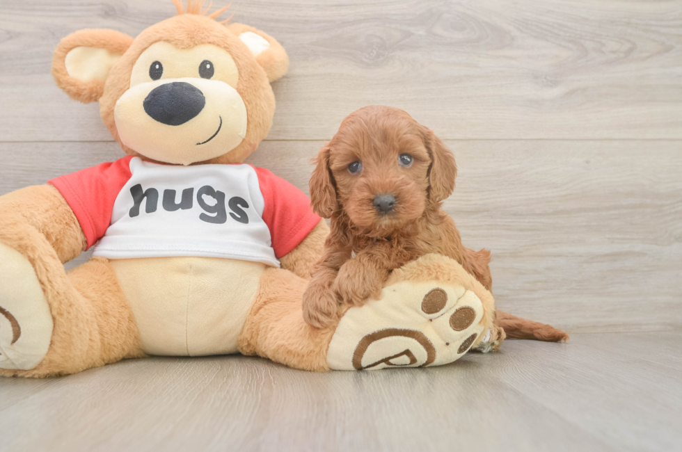 5 week old Cavapoo Puppy For Sale - Florida Fur Babies
