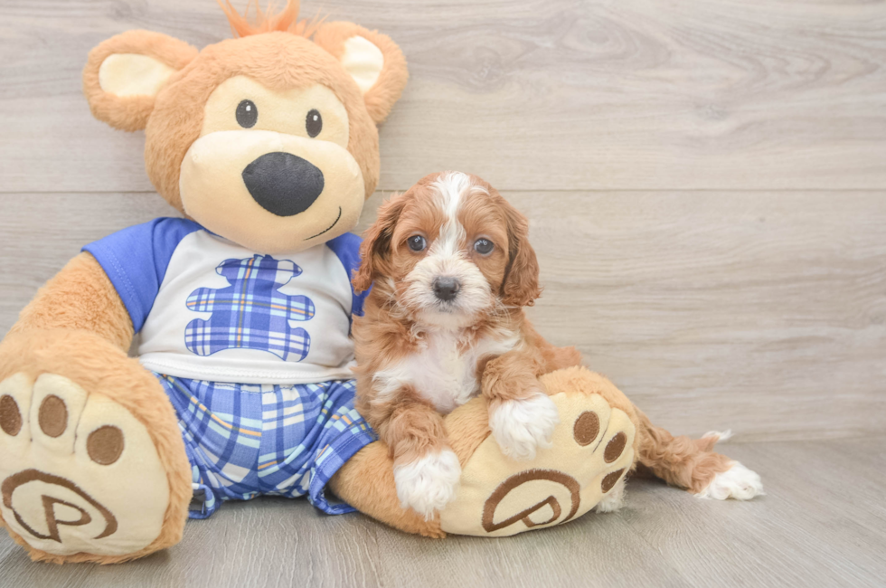 5 week old Cavapoo Puppy For Sale - Florida Fur Babies