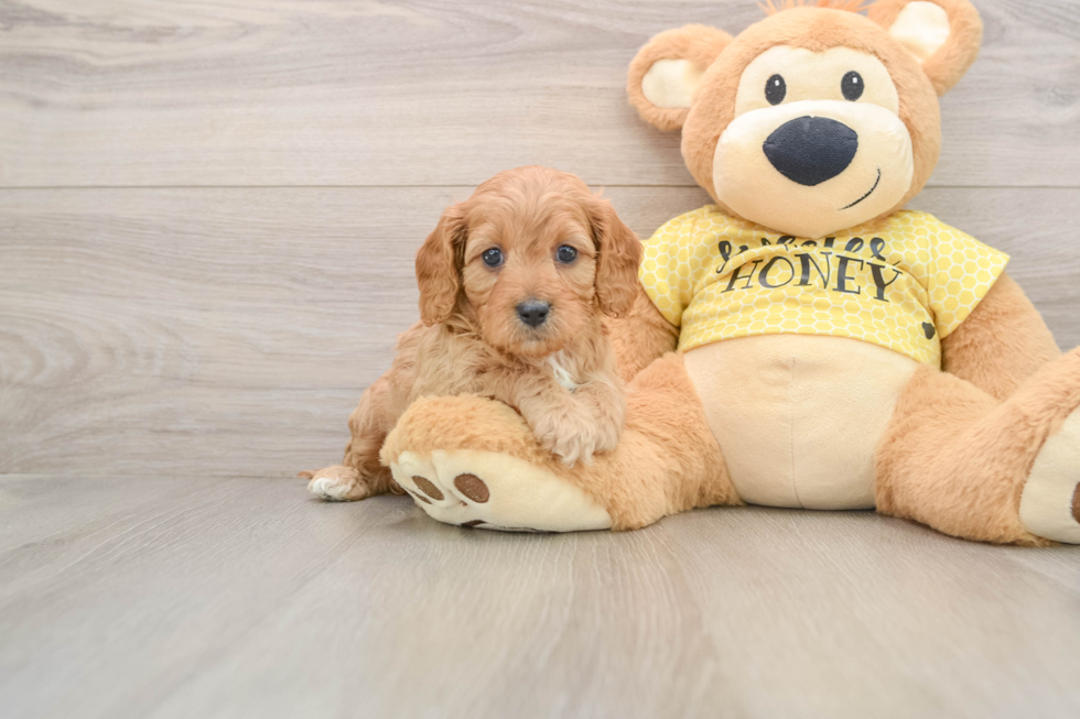 Popular Cavapoo Poodle Mix Pup