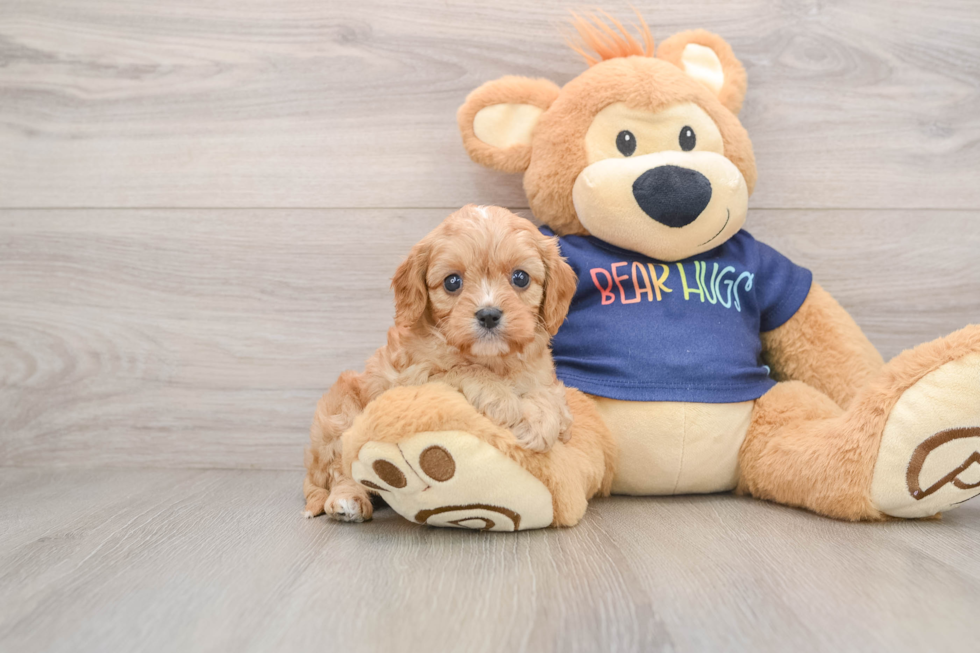 Best Cavapoo Baby