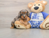 8 week old Cavapoo Puppy For Sale - Florida Fur Babies
