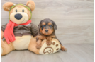 Cavapoo Puppy for Adoption