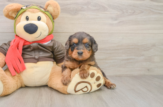 Cavapoo Puppy for Adoption