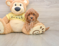 7 week old Cavapoo Puppy For Sale - Florida Fur Babies