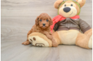 Playful Cavapoodle Poodle Mix Puppy