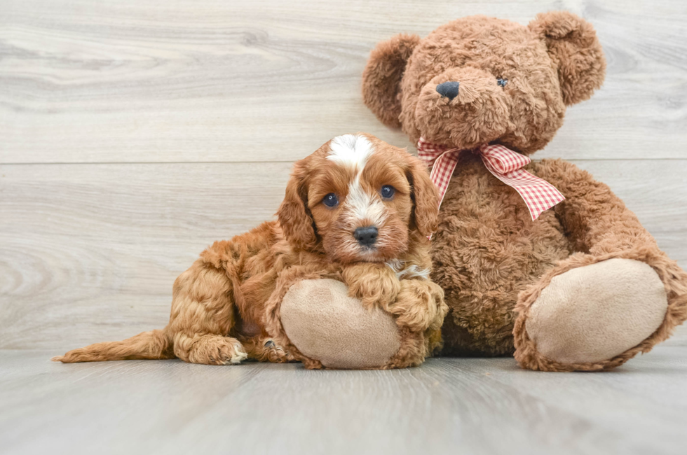 7 week old Cavapoo Puppy For Sale - Florida Fur Babies