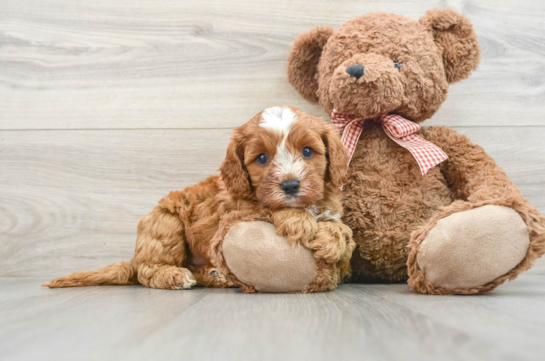 Best Cavapoo Baby