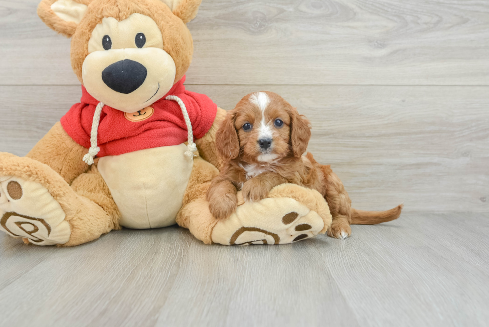 Cavapoo Puppy for Adoption