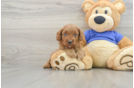 Popular Cavapoo Poodle Mix Pup