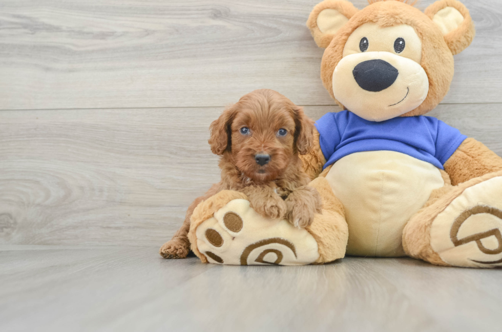 6 week old Cavapoo Puppy For Sale - Florida Fur Babies