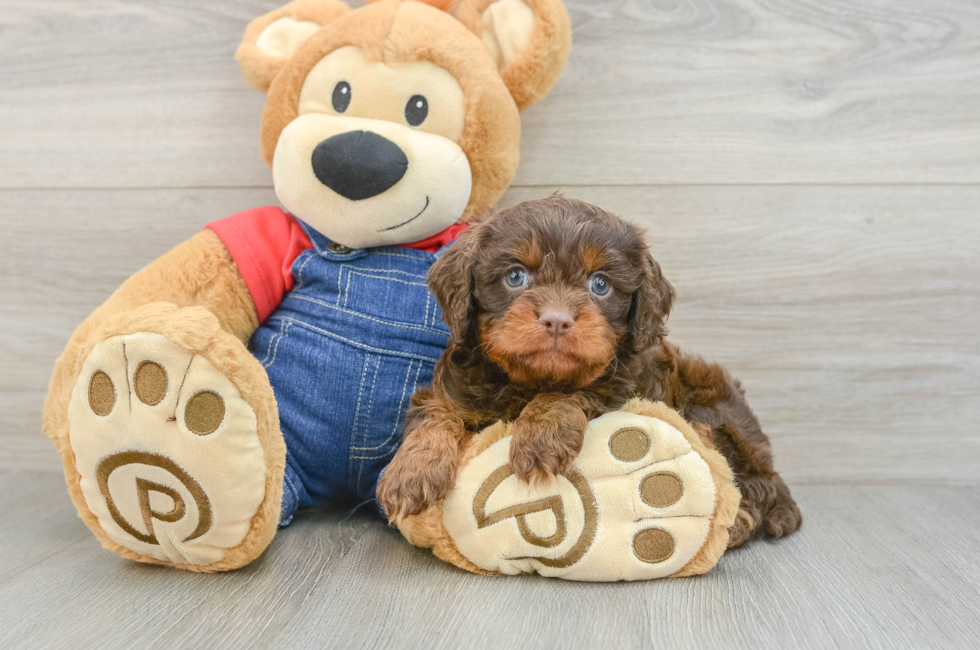 5 week old Cavapoo Puppy For Sale - Florida Fur Babies