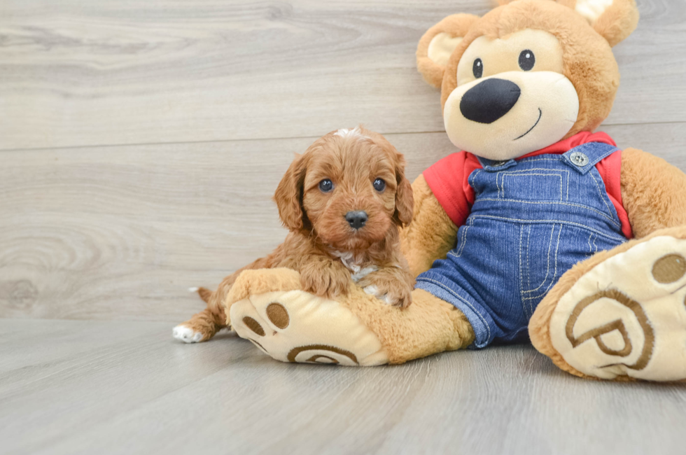 5 week old Cavapoo Puppy For Sale - Florida Fur Babies