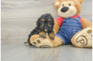 Adorable Cavalier King Charles Spaniel and Poodle Mix Poodle Mix Puppy
